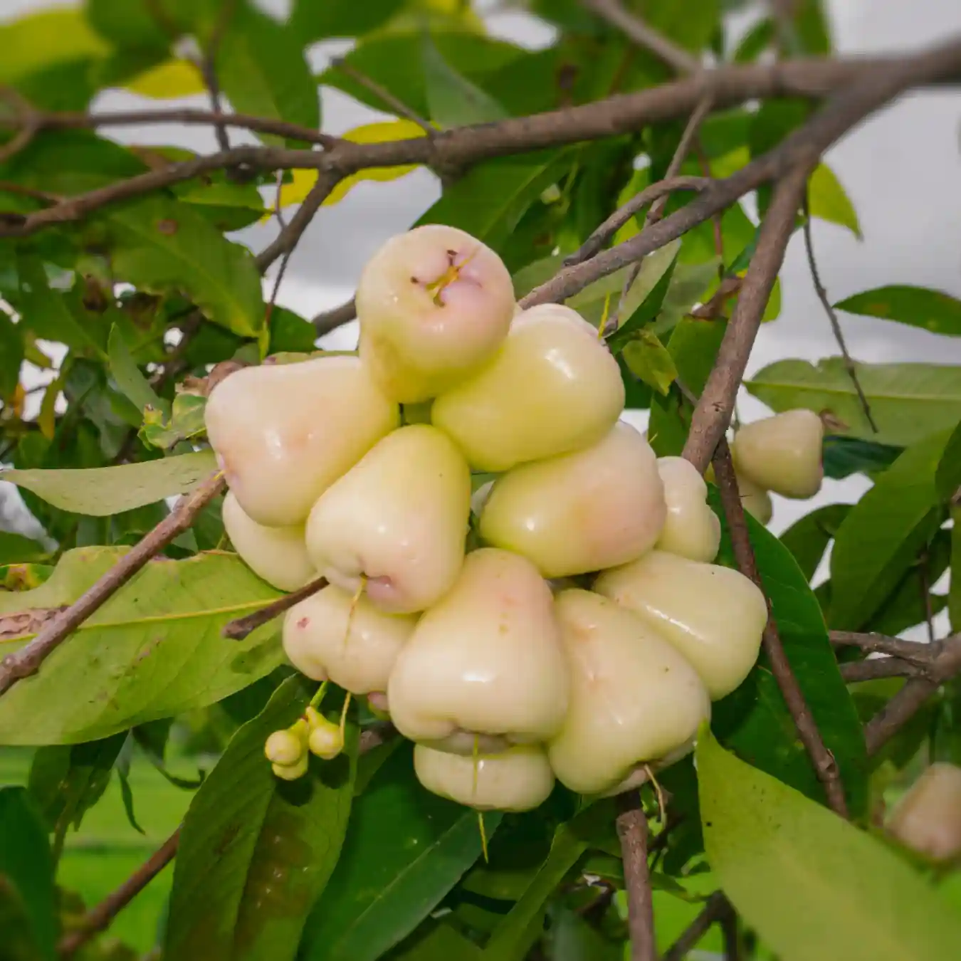 Water apple white
